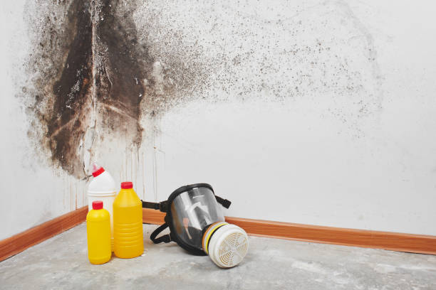 Best Office Mold Removal Services  in Manhattan, MT