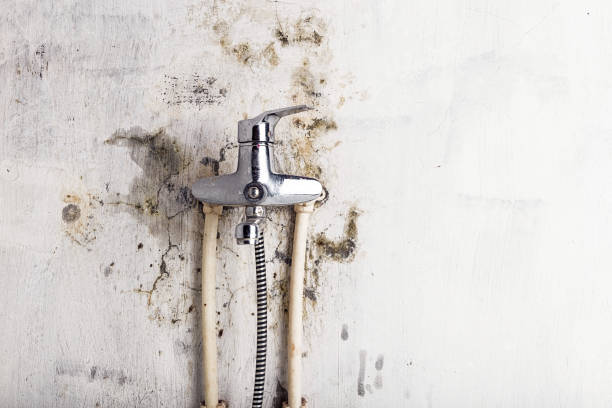 Best Professional Mold Removal  in Manhattan, MT
