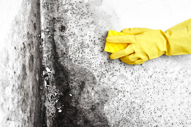 Best Same-Day Mold Removal  in Manhattan, MT