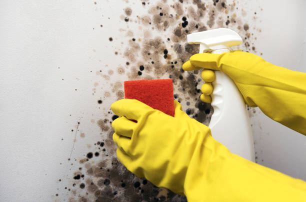 Best Local Mold Removal Service  in Manhattan, MT