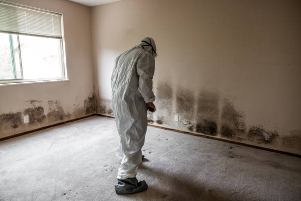 Best Commercial Mold Removal  in Manhattan, MT