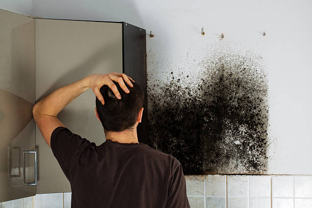 Mold Removal and Inspection in Manhattan, MT
