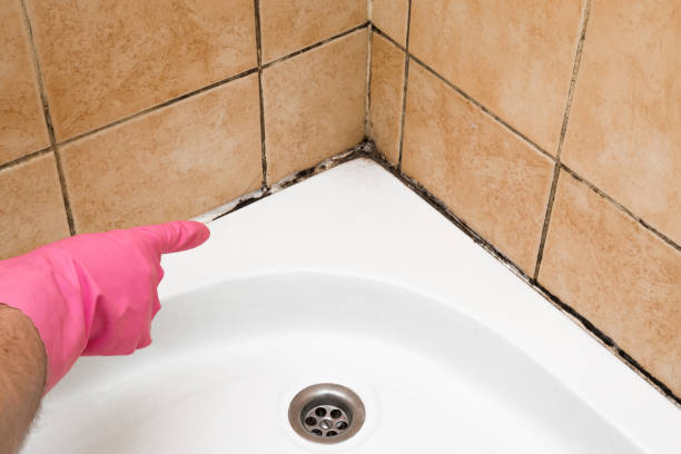 Best Mold Remediation  in Manhattan, MT